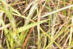 Thistleleaf aster